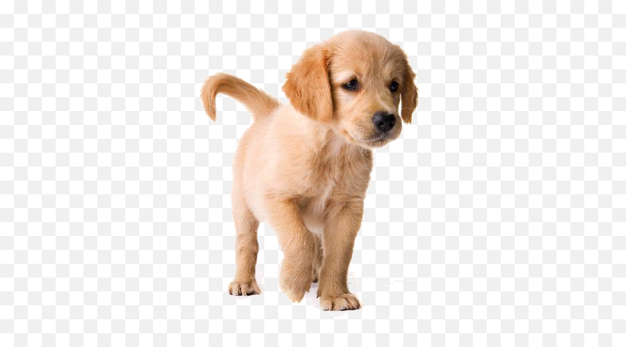 Golden Retriever Puppy Png Image - Golden Retriever Puppy Png Emoji,Puppy Png
