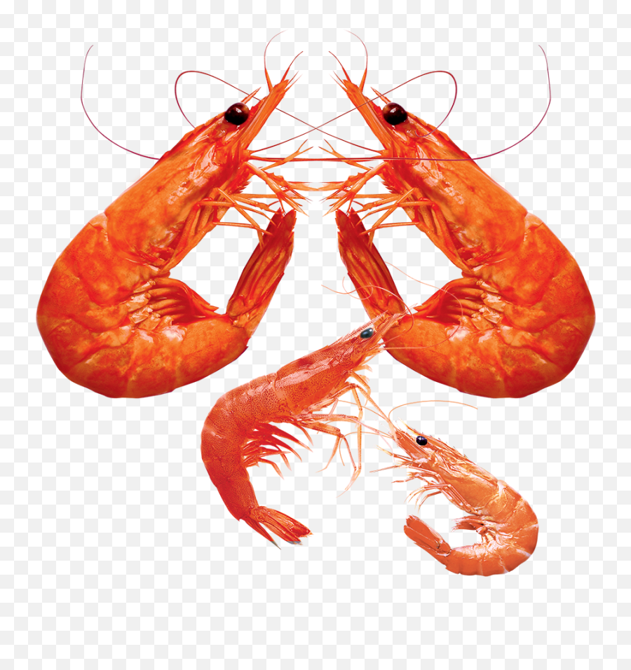 Shrimp Png Pic - Shrimp Emoji,Shrimp Png