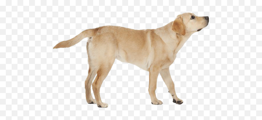Labrador Retriever Png Transparent - Labrador Dog Hd Images Download Emoji,Labrador Clipart