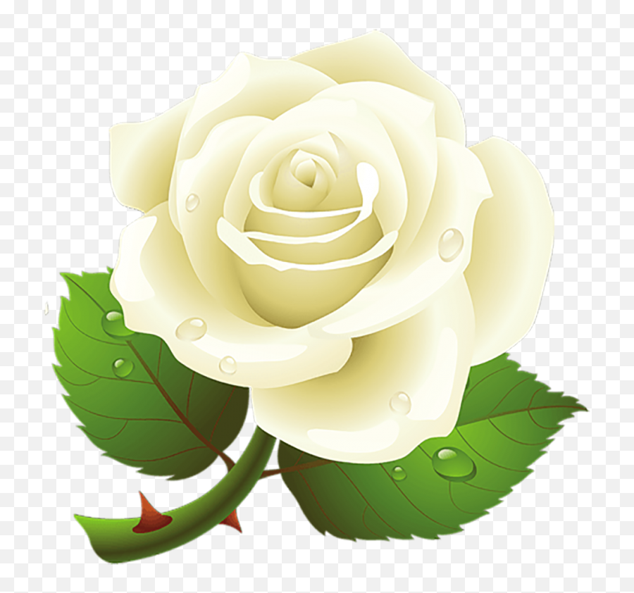 White Flower Rose Png - Yourpngcom Emoji,White Flower Transparent