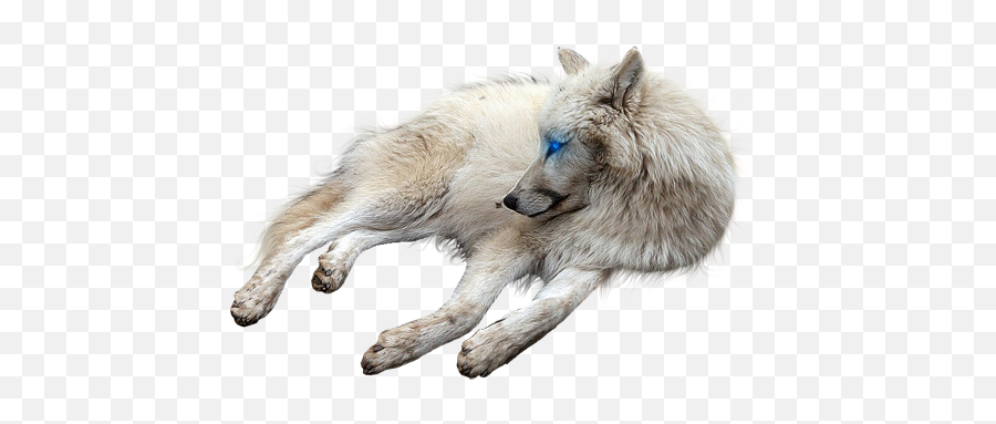 Download Hd Wolf Sitting - Wolf Sitting Transparent Emoji,Wolf Transparent Background