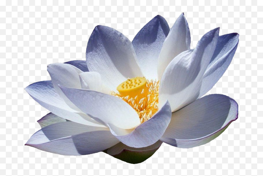 Lotus Flower Png Picture Png All Emoji,Lotus Flower Transparent