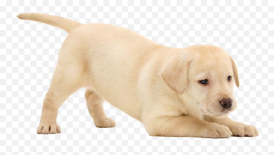 Labrador Retriever Puppy Png Image - Puppy Labrador White Background Emoji,Puppy Png