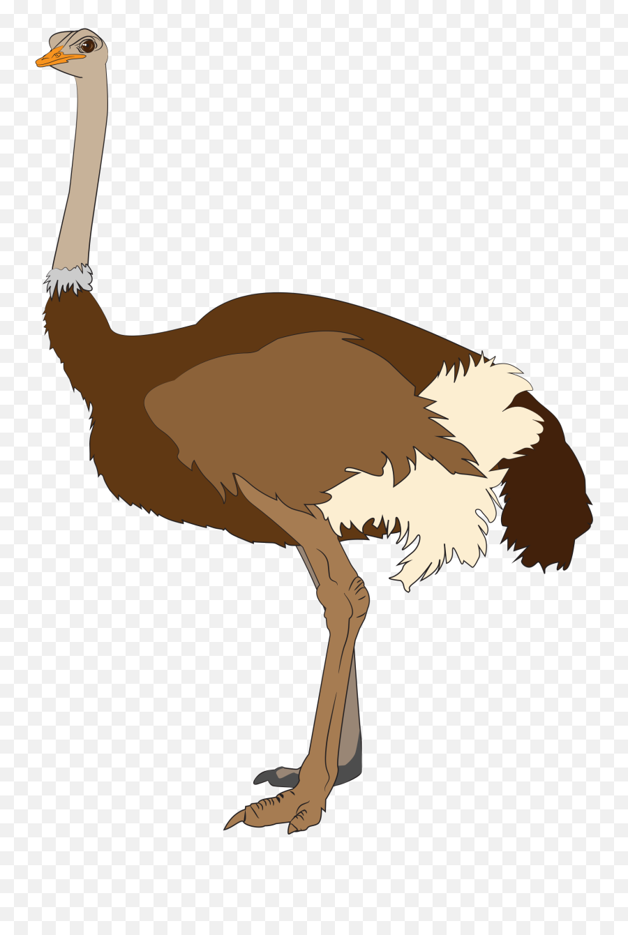 Picture - Ostrich Png Clipart Emoji,Ostrich Clipart