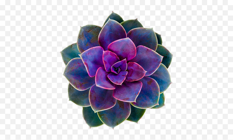 Download Purple Rose Clipart Png Tumblr - Cactus Flower Aesthetic Succulent Emoji,Cactus Transparent Background