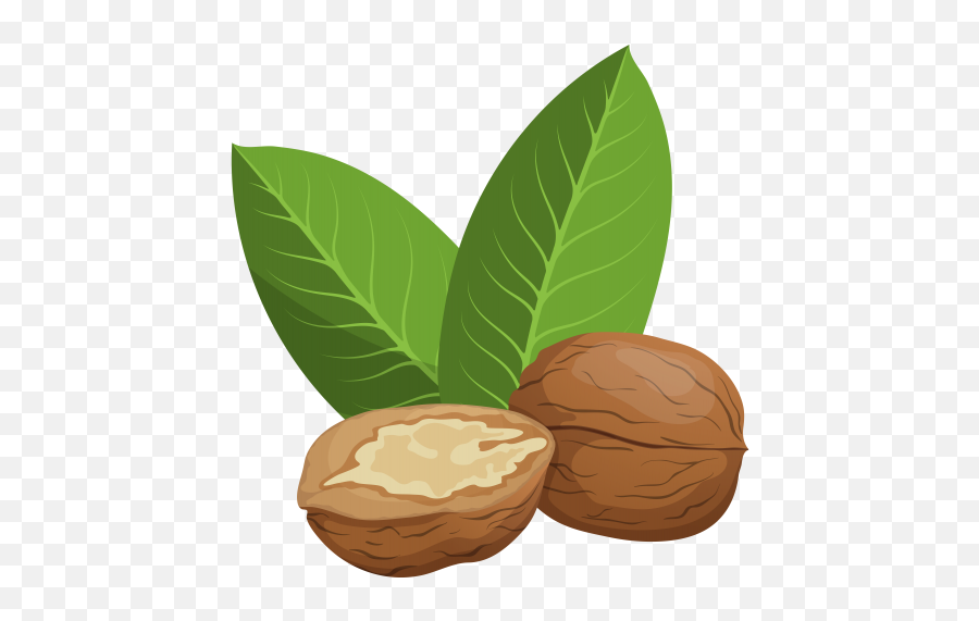 Walnut Png - Walnut Clipart Png Emoji,Nut Clipart