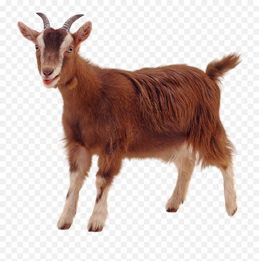 A Pet On - Goat Png Emoji,Goat Clipart
