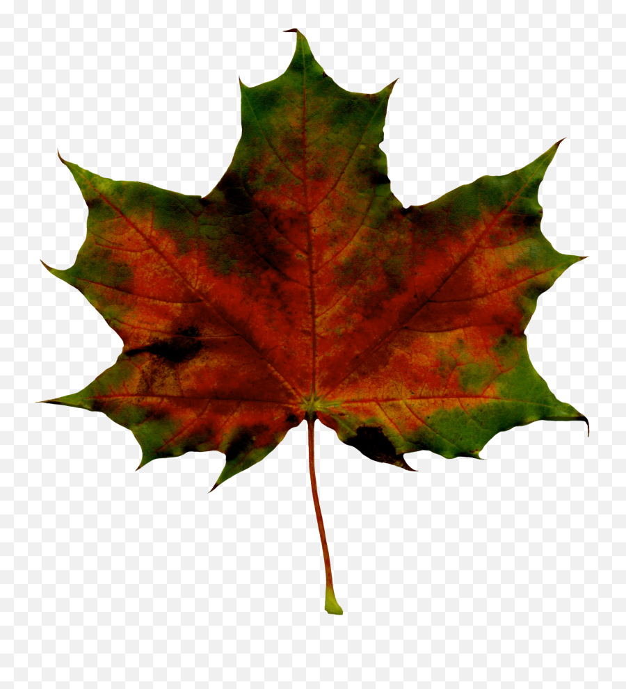 Fall Leaves Png - Red Fall Leaf Png Clipart Imageu200b Lovely Emoji,Fall Leaves Png