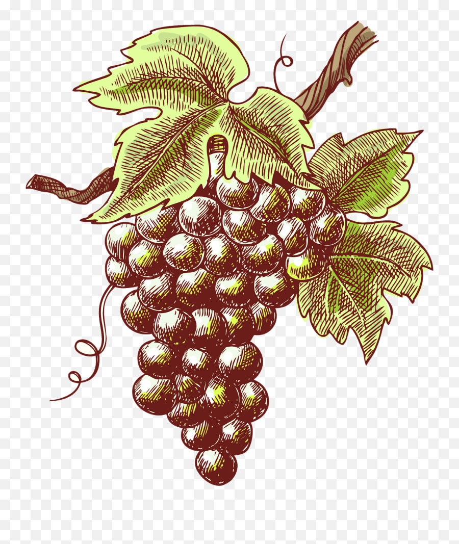 Hand Painted Purple Grapes - Wine Sketch Transparent Emoji,Wine Grapes Clipart
