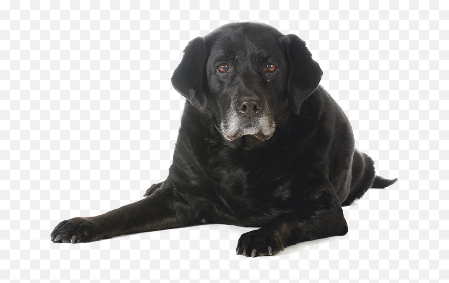 Sitting Black Dog Transparent Png Png Mart - Transparent Black Dog Png Emoji,Dog Transparent