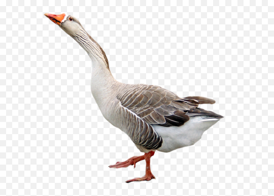 Goose Png Transparent U0026 Png Clipart Free Download 5 - Png Goose Png Emoji,Goose Clipart