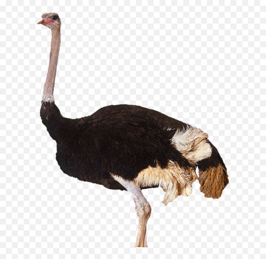 Ostrich Png Clipart - Ostrich Transparent Png Emoji,Ostrich Clipart