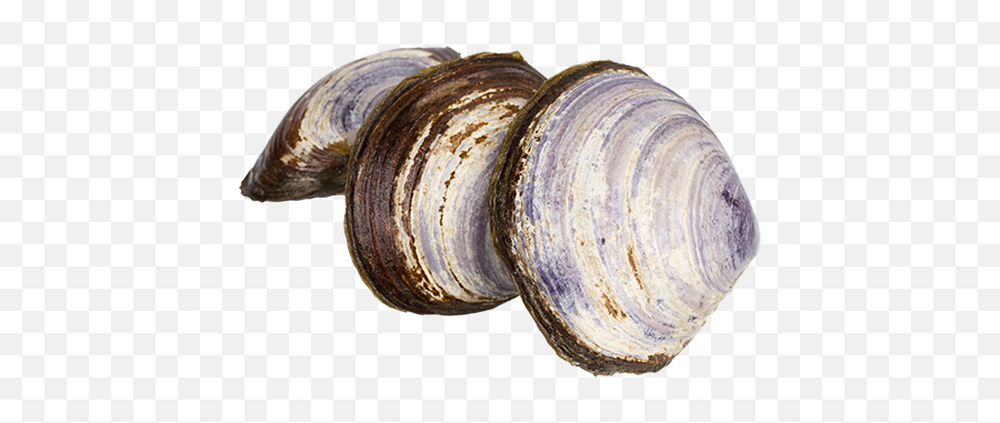 Clams Png Photo - Vancouver Clam Emoji,Clam Png