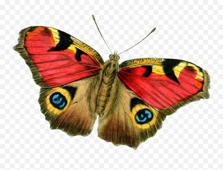Butterfly Png Image - Real Butterfly Png Transparent Emoji,Butterflies Png