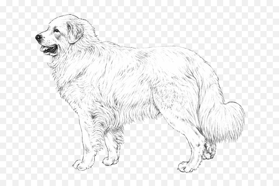 Embark Dog Dna Test - Breed Emoji,Border Collie Clipart
