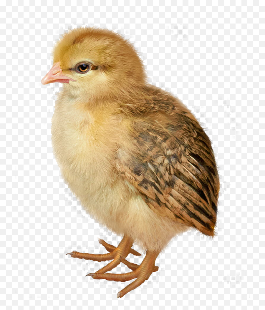 Birds Greenholt Trantow Emoji,Turkey Beak Clipart