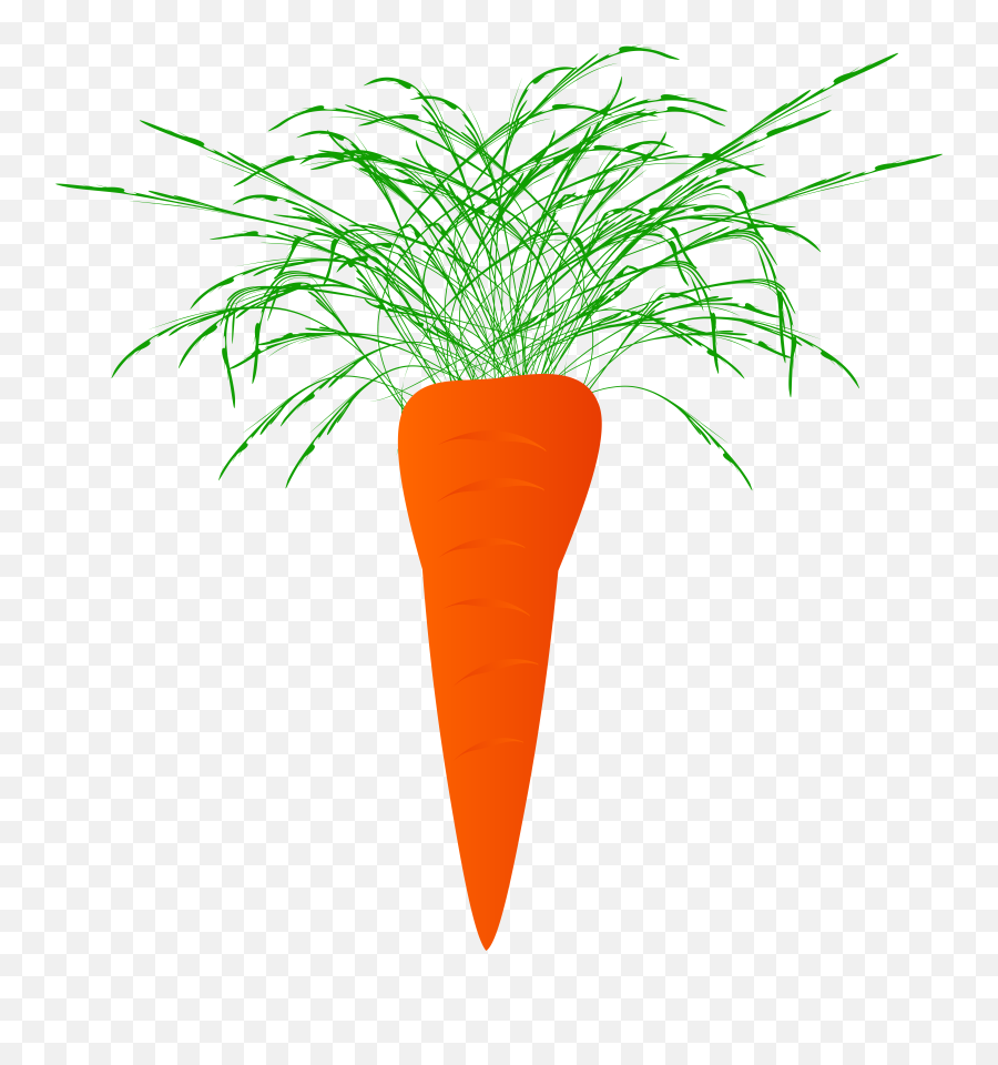 Carrots Carrot Plant Naciowa 1586302 - Marchewka Png Clipart Carrot Emoji,Carrots Clipart
