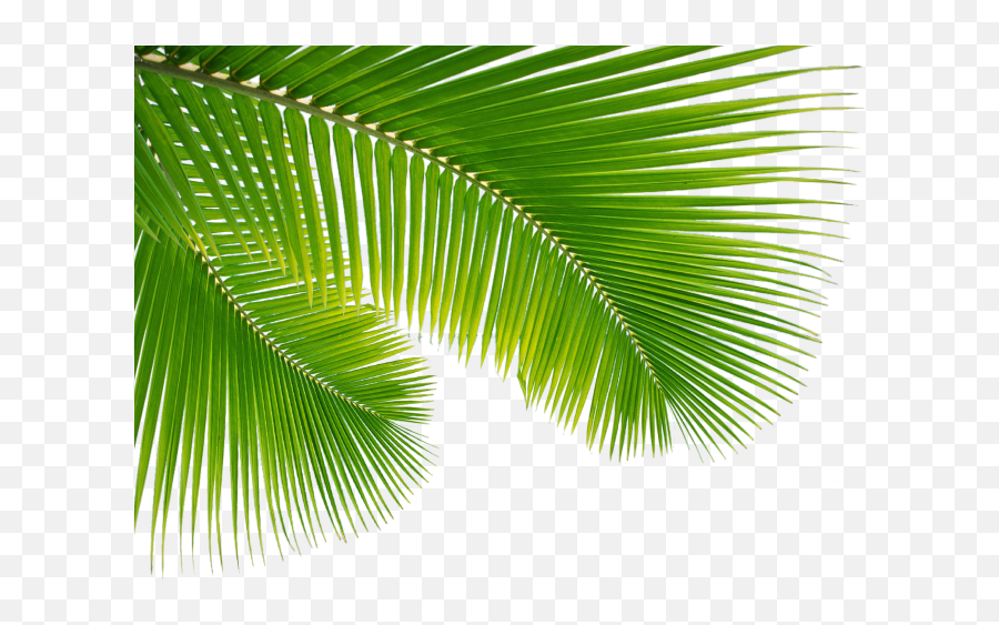 Download Hd Palm Tree Leaf Png Clip Art Escobar Cleaning - Palm Sunday Png Emoji,Palm Leaves Png