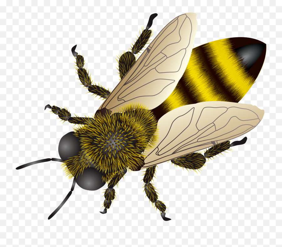 Bee Clipart Png Png Vector Stock - Transparent Bee Clipart Free Emoji,Bee Clipart