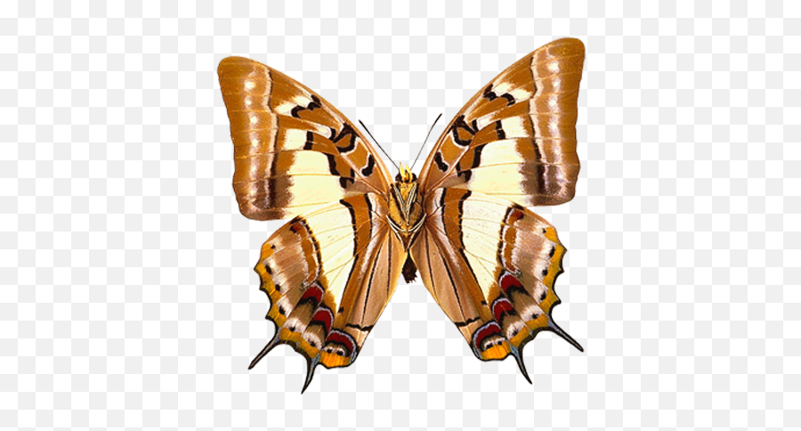 Butterfly Png Picture Clipart Butterfly Watercolor Emoji,Yellow Butterfly Png