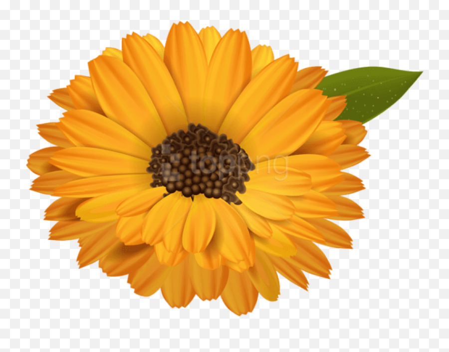 Free Png Download Orange Flower Transparent Png Images Emoji,Flowers Clipart Transparent