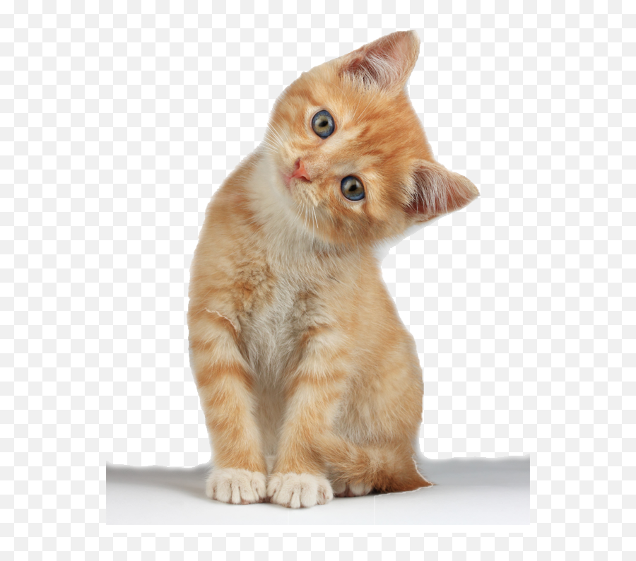 Download Kitten Clipart Hq Png Image - Kitten Png Emoji,Kitten Clipart