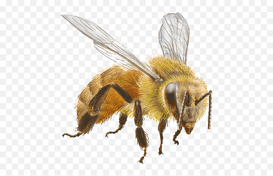 Honey Bee Home Bee Clipart Honeybee Art Bee Art - Honey Bee Free Download Emoji,Bees Clipart