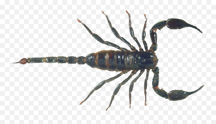 Scorpion Png Image - Scorpion Png Emoji,Scorpion Png