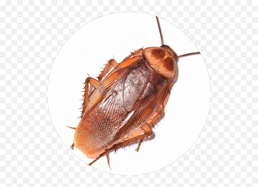 What Pest Is This Boot - Cockroach Emoji,Cockroach Png