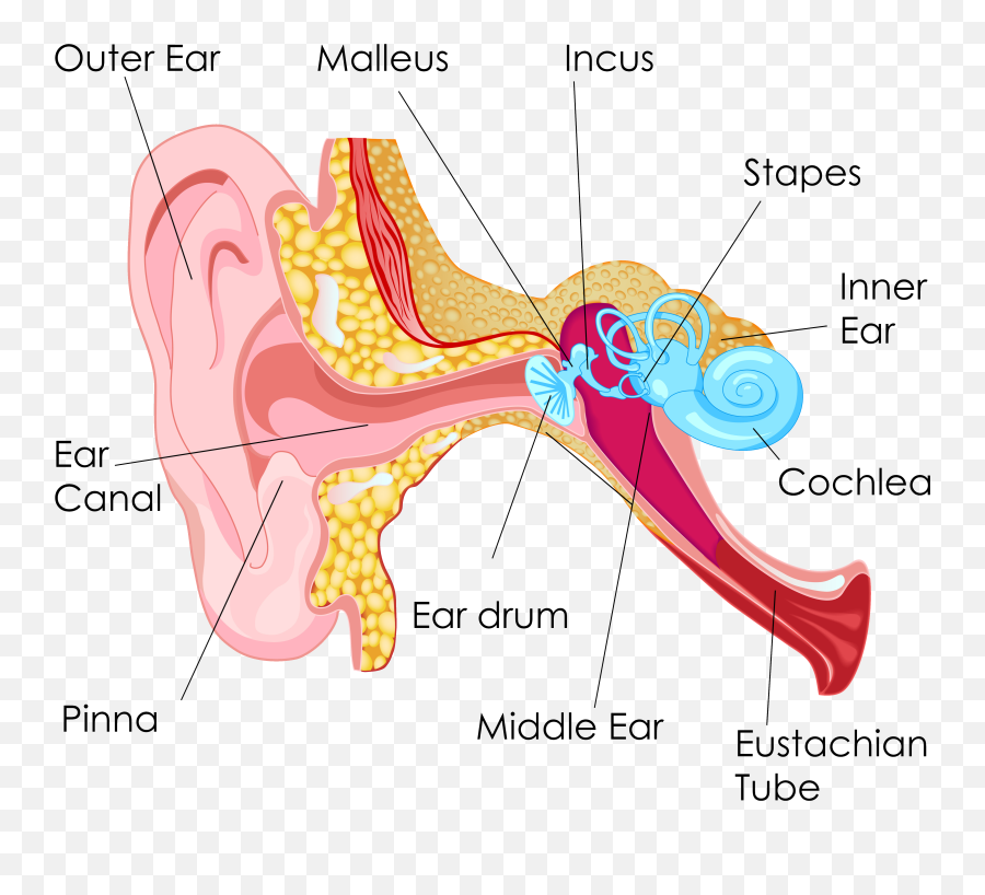 Middle Ear Fluid - Nacd International The National Middle Ear Emoji,Ear Png