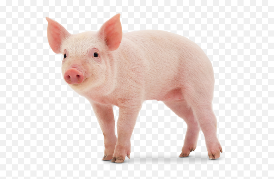 Baby Pig Png - Iowa State Animal Transparent Cartoon Jingfm Animal De Color Rosado Emoji,Pigs Clipart