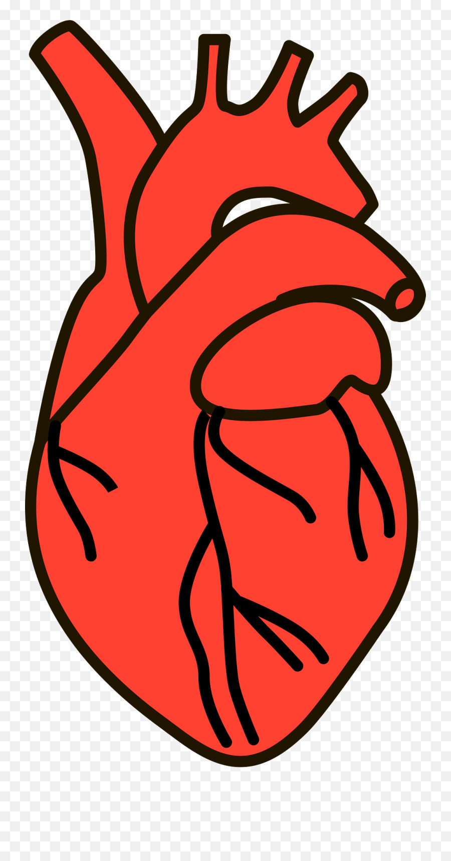 Human Heart Clipart - Vertical Emoji,Human Heart Clipart
