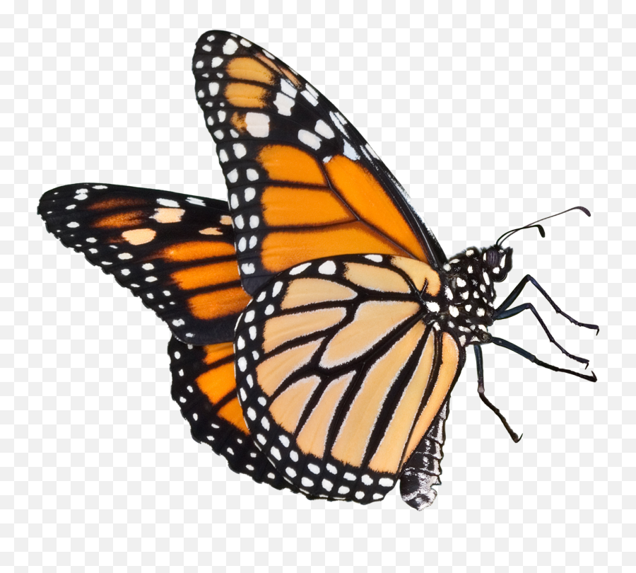 Monarch Butterfly Flying Png Clipart - Butterfly Transparent Background Emoji,Monarch Butterfly Clipart