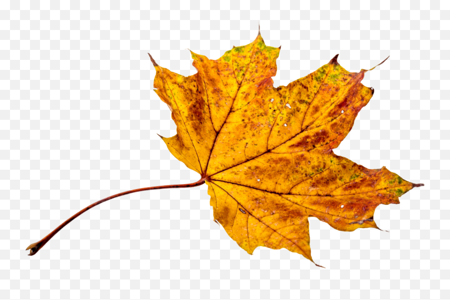 Thumb Image - Fall Leaf Png Transparent Background 960x640 Png Folhas De Outono Emoji,Fall Leaves Png