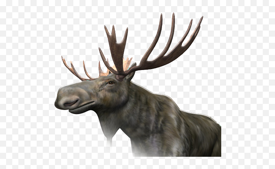Moose Elk Png - Moose Emoji,Moose Png