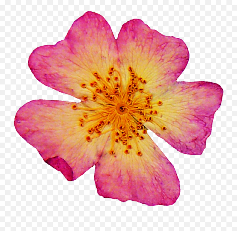Real Flower - Rose Dried Flowers Png Png Download Emoji,Real Flower Png
