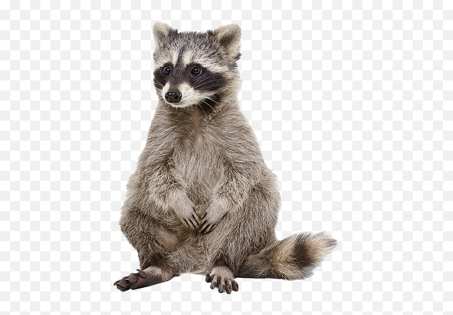 Raccoon Png Photos - Transparent Background Raccoon Png Emoji,Animal Png