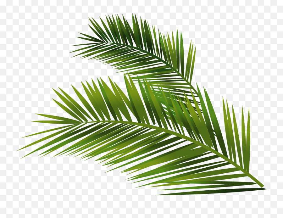 Leafs Vector Palm - Palm Leaf Png Full Size Png Download Transparent Palm Leaf Vector Emoji,Palm Leaves Png