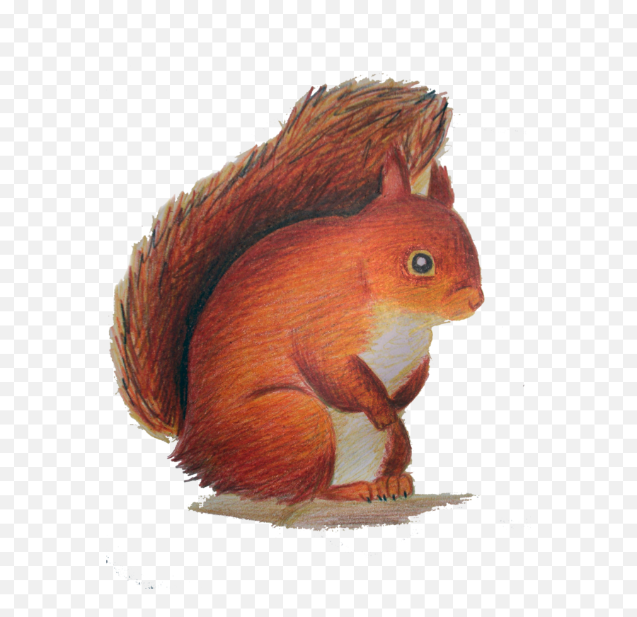 Squirrel Clipart Png - Red Squirrel Clipart Outline Clip Art Emoji,Squirrel Clipart