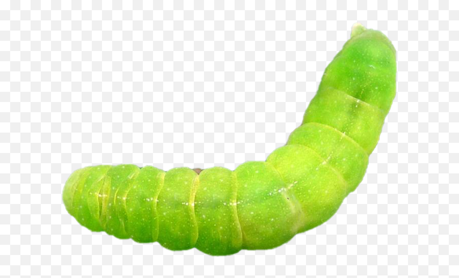Caterpillar Png Images Transparent - Transparent Green Caterpillar Png Emoji,Caterpillar Png
