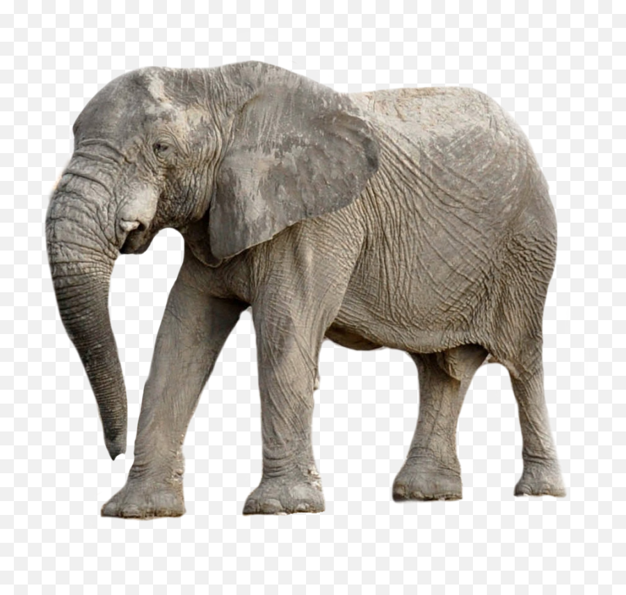 Free Photo Africa Elephant Animal - Animal Structure And Function Worksheet 4th Grade Emoji,Elephant Transparent Background