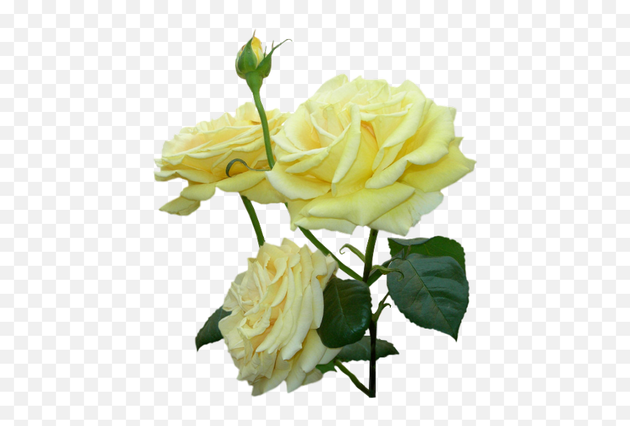 Flower Clip Art - Pale Yellow Rose Png Download 518550 Emoji,Yellow Roses Png