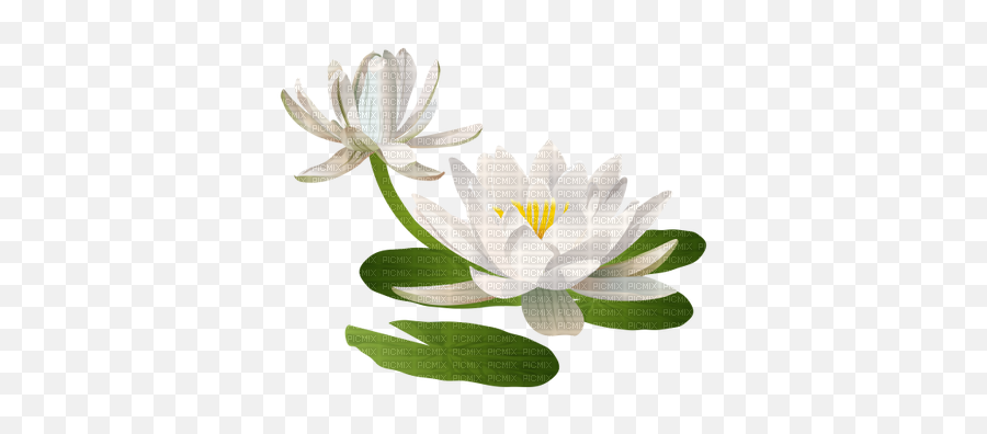 Download Hd Water Lily Lily Pad - Water Lilies Clipart Emoji,Easter Lilies Clipart