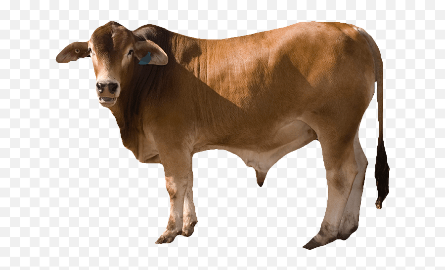 Ox Animal Png Free Download - Cow Png Emoji,Animal Png