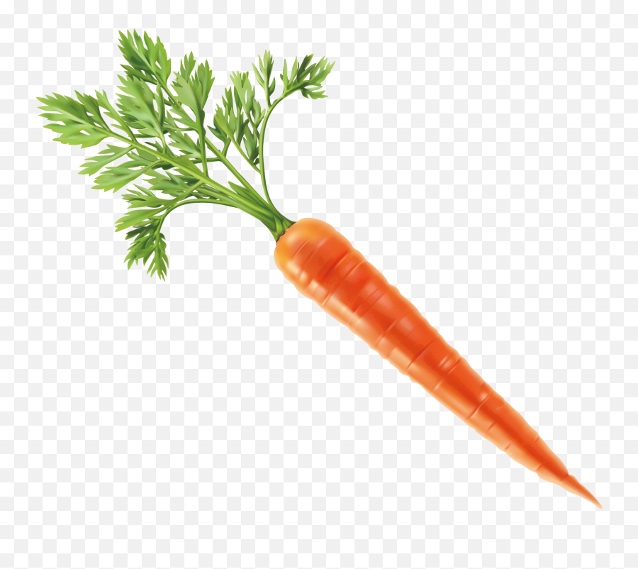 Carrots Clipart File Picture 2341223 Carrots Clipart File - Transparent Background Carrot Image Png Emoji,Carrots Clipart