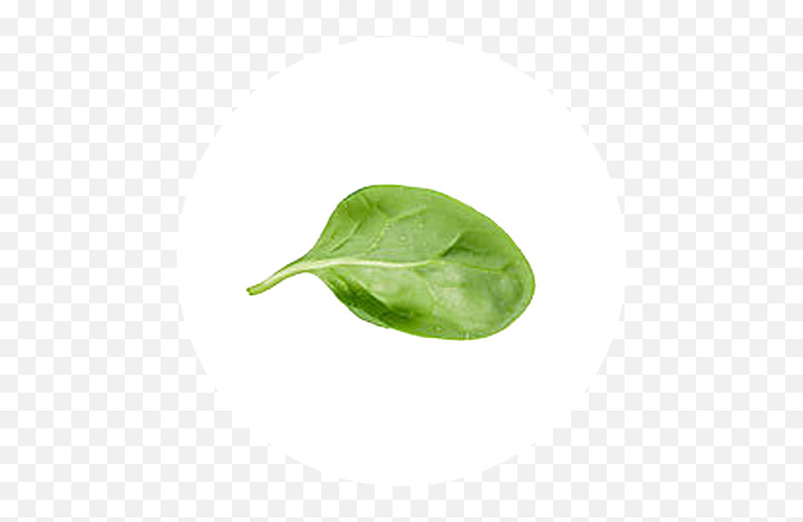 Download Hd Transparent Leaf Spinach - Spinach Leaves Spinach Leaf Transparent Background Emoji,Leaf Transparent Background