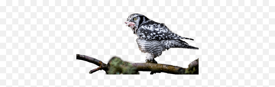 Owls Transparent Png Images - Stickpng Portable Network Graphics Emoji,Owl Transparent Background