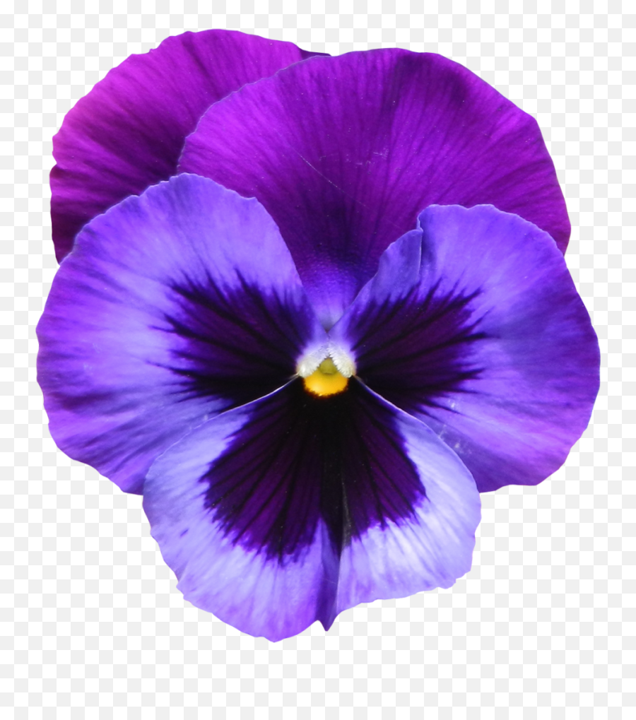 Transparent Purple Violet Flower Png - Violet Flower Png Emoji,Purple Flower Transparent