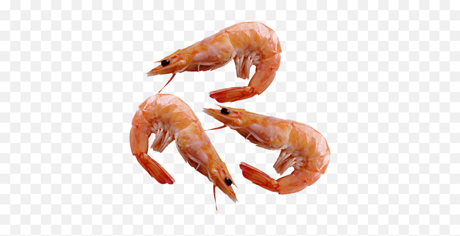 Shrimp - Udang Emoji,Shrimp Png