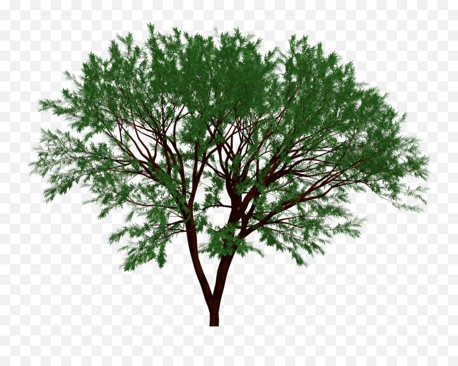 Download Free Photo Of Treenaturegardenforestleaf - From Emoji,Forest Transparent Background